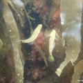 Gobiusculus flavescens (Schwimmgrundel)